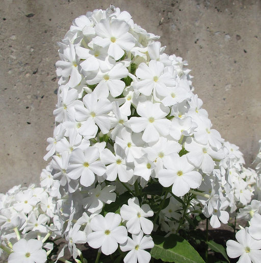 ФЛОКС Фудзияма Разбор I Кол-во упак., шт 2