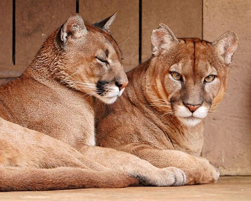 Алмазная мозаика на подрамнике 40х50