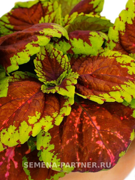 Колеус шлемниковидный крупнолистный Биг Бэн Салмон Пинк - Партнер фото 5