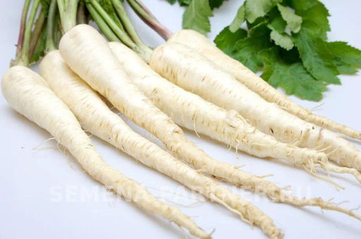 Пастернак Лучший из всех - Партнер фото 8