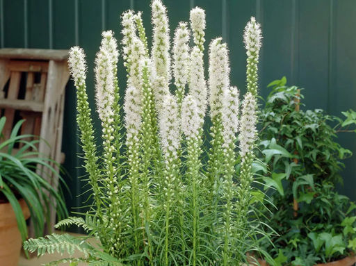Лиатрис колосковидный белый (Spicata Alba) 10шт - Долина роз фото 3