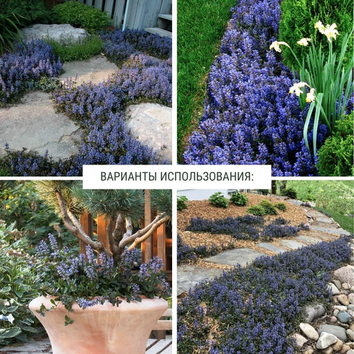 Живучка ползучая Чоклейт Чипс