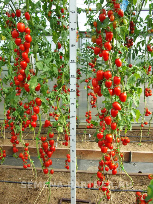 Томат Джур-Джур - Партнер фото 3