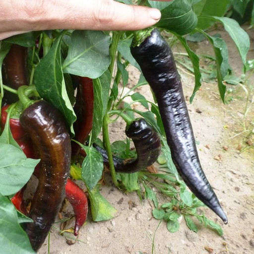 Перец сладкий Purple Marconi - Маркони Фиолетовый