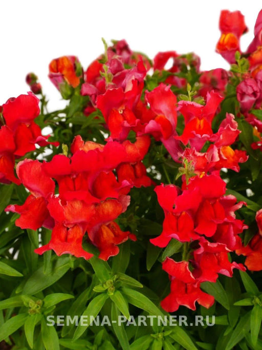 Львиный Зев низкорослый крупноцветковый Гранд Аморе Риверданс - Партнер фото 4