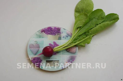 Редис Виолетта - Партнер фото 7