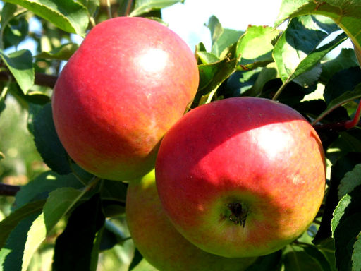 Яблоня Жигулевское - Долина роз фото 2