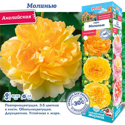 Роза Молинью (Английская) 1шт
