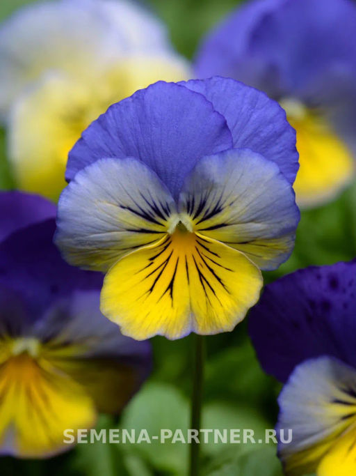 Виола ампельная Кул Вэйв Морфо - Партнер фото 3