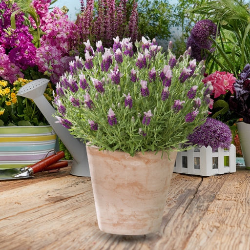 Лаванда испанская Пинк - Долина роз фото 4