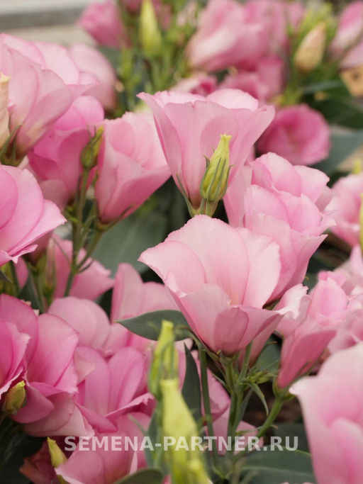 Эустома карликовая розовая Мисс Майли - Партнер фото 6