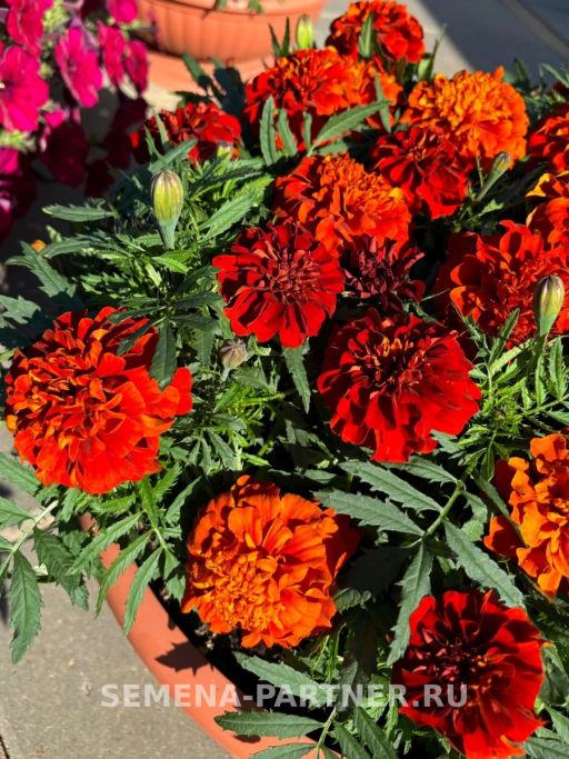 Бархатцы отклоненные Файрболл - Партнер фото 2