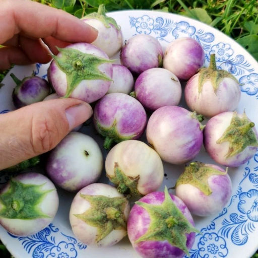 Баклажан Лавандовая Вишня - Lavender Cherry