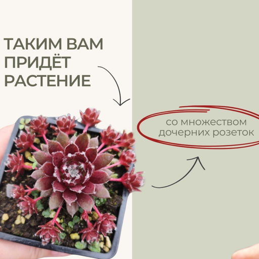 Молодило Хамелеон - Долина роз фото 7