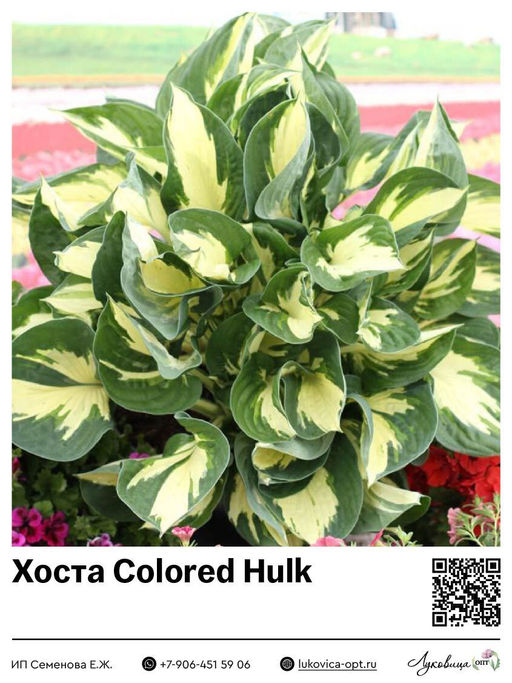 Хоста Colored Hulk