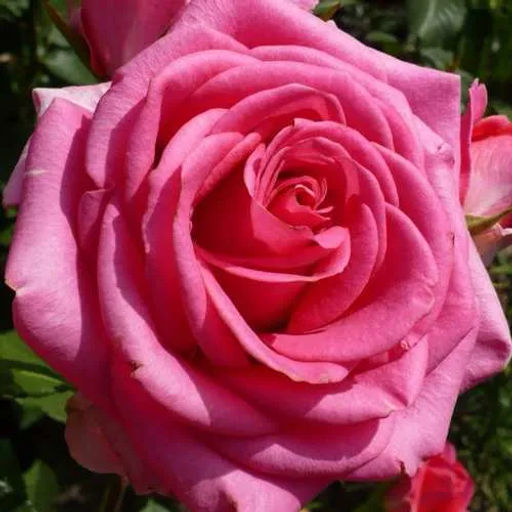 R563 ШОК ВЕРСИЛИЯ