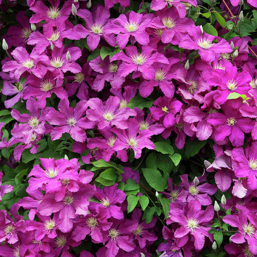 КЛЕМАТИС Ремембранс Разбор I Кол-во упак., шт 2