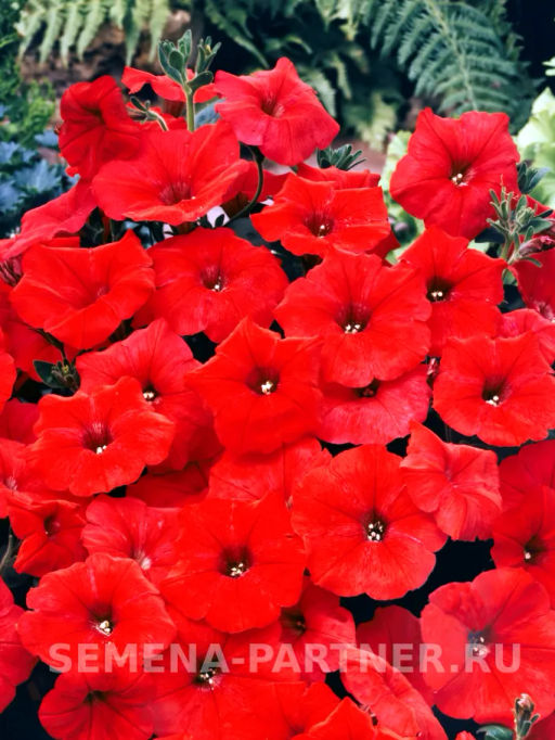 Петуния Ма Шери Франческа полуампельная красная - Партнер фото 3
