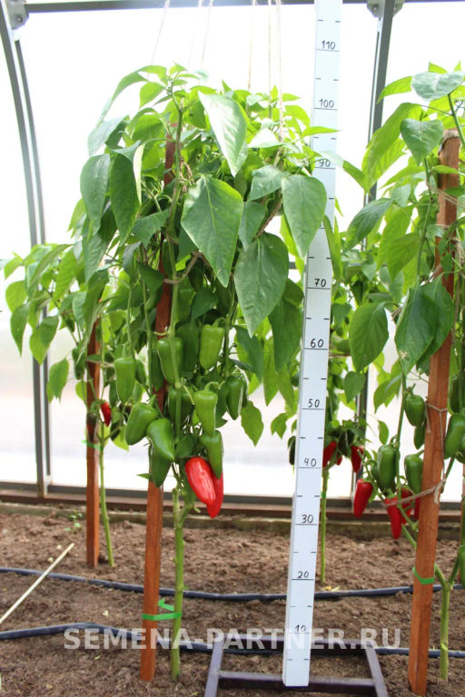 Перец сладкий Фьюджи - Партнер фото 3