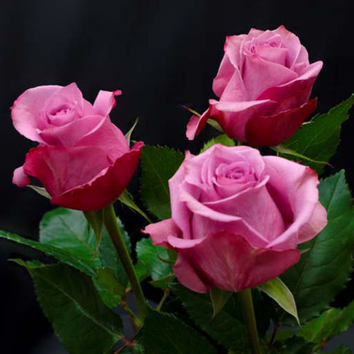 Роза Нью Орлеан (Чайно-гибридная) 1шт