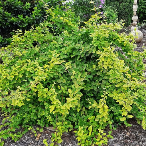 Жимолость японская Ауреоретикулата - Долина роз фото 5