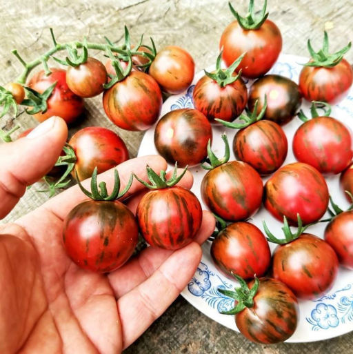 Помидоры Маленький Чёрный Арбузик