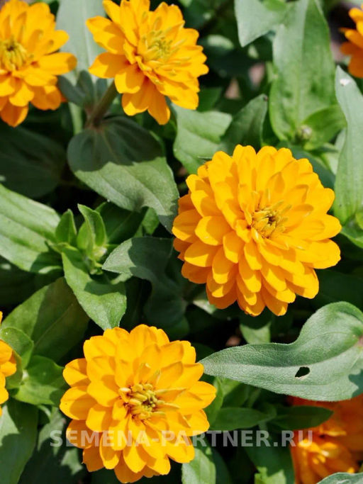 Цинния махровая Барышня-крестьянка Мандариновый Конфитюр - Партнер фото 4