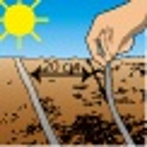 Морковь Лосиноостровская 13 (2029 ЛЕНТА