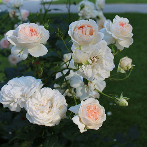 R458 СЕБАСТЬЯН КНЕЙП