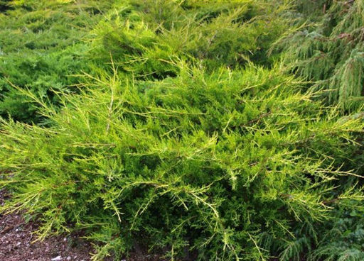 Можжевельник китайский Куривао Голд С3