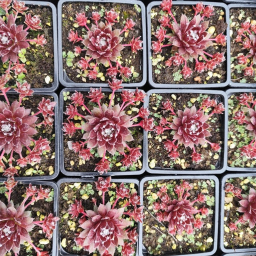 Молодило Хамелеон - Долина роз фото 5