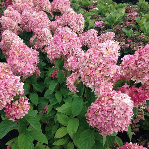 Гортензия метельчатая Меджикал кандл 2 года ЗКС тара 2л - Наша дача фото 3