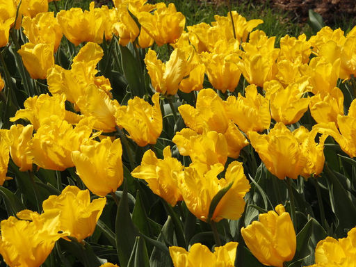 Тюльпан YOKO PARROT (Йокко Пэррот) - Долина роз фото 2