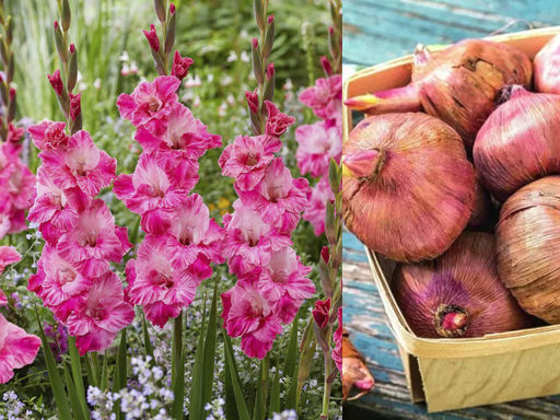 Гладиолус Хуго 5шт - Долина роз фото 2