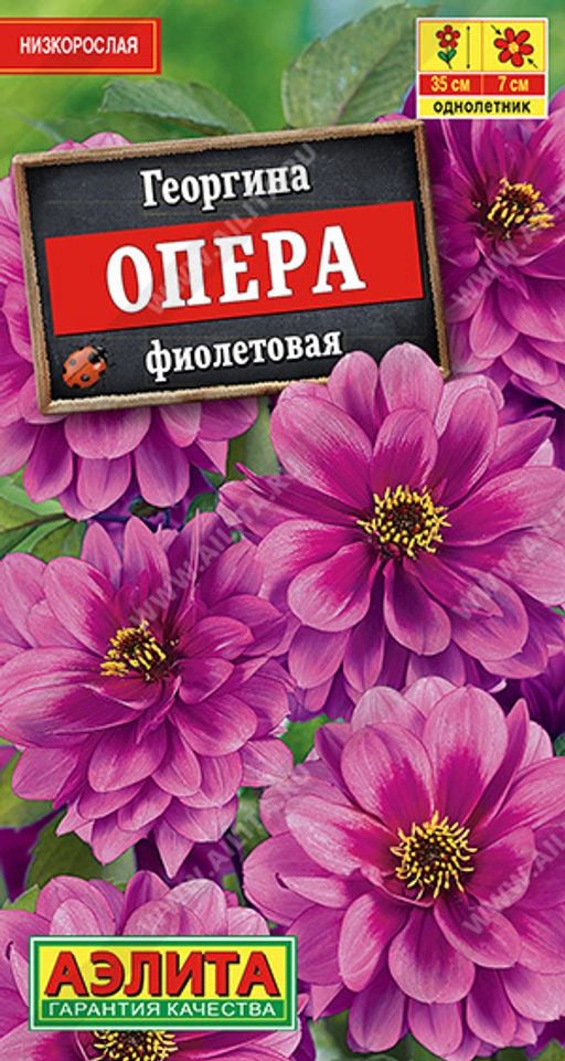 Георгина Опера фиолетовая (2028)