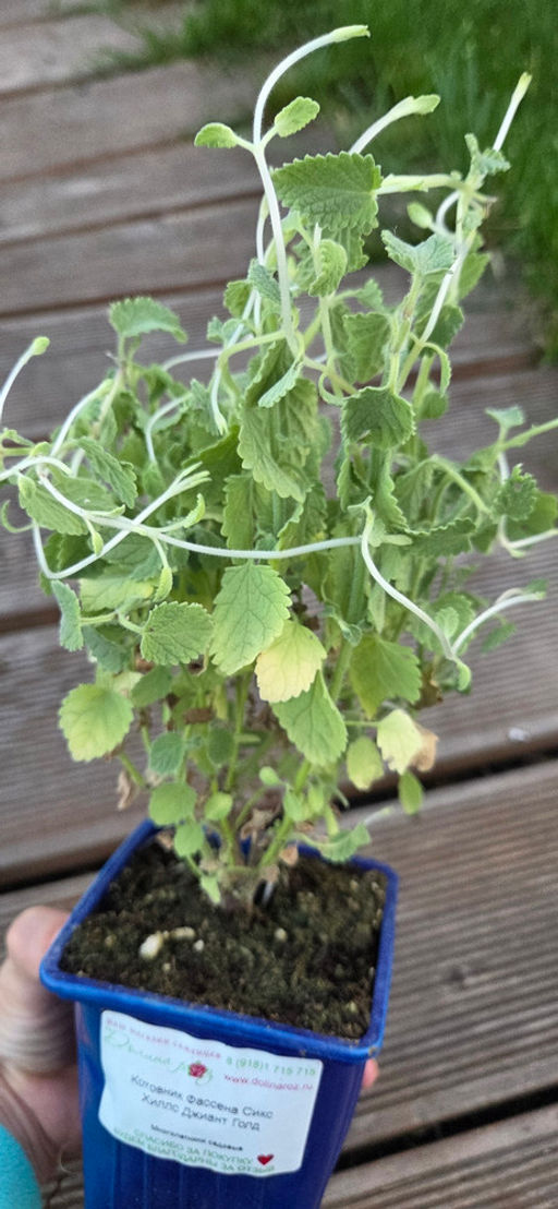 Котовник Фассена Сикс Хиллс Джиант Голд