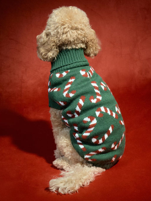 Свитер для питомца с принтом / Zarina