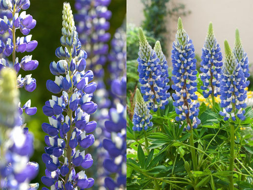 Люпин Говернор - Долина роз фото 4