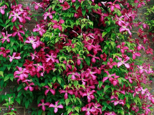 Клематис Мадам Джулия Корревон - Долина роз фото 2