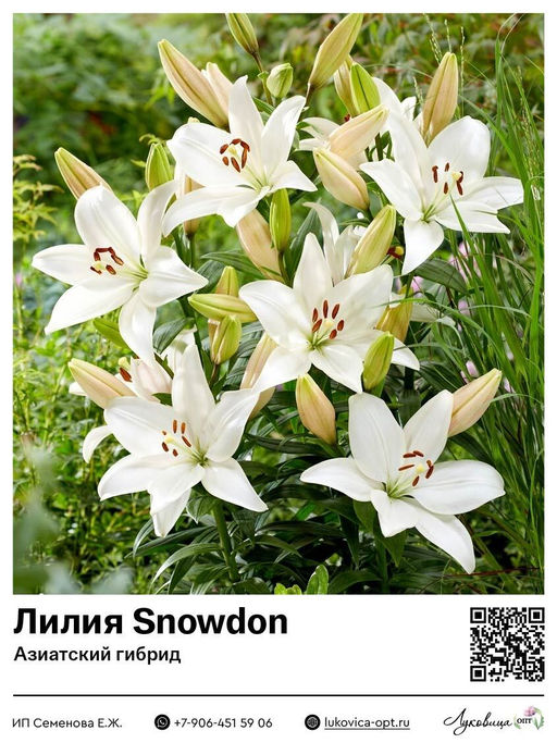 Лилия Snowdon (Азиатский гибрид)