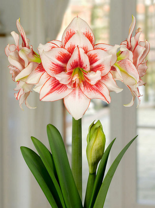 Амариллис Elvas (Махровый) - Голландские луковицы фото 4