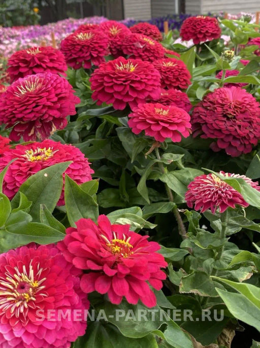 Цинния георгиновидная Сочные тропики Космополитен - Партнер фото 8