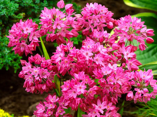 Allium Oreophilum (Лук декоративный Ореофиллум) 5шт - Долина роз фото 2