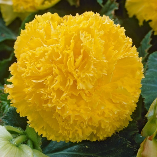 БЕГОНИЯ Бахромчатая Желтая Разбор 5/6 Кол-во упак., шт 3