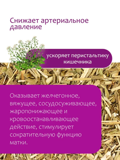 Пастушья сумка - Травы горного крыма фото 2