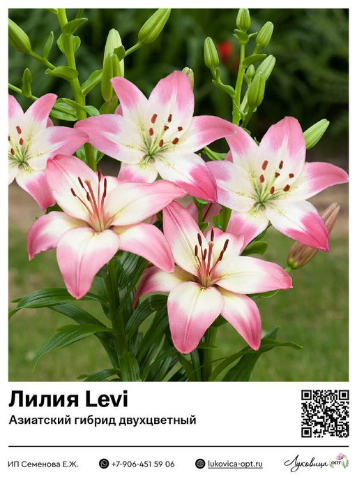 Лилия Levi (Азиатский гибрид, двухцветный)