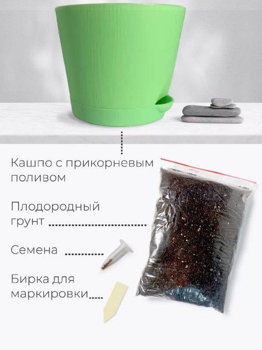 Набор для выращивания растений "Магия Цветов", "Сосна пушистая"