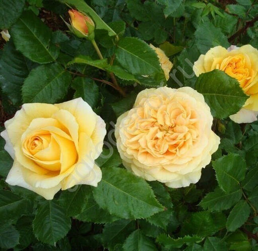 Роза Мишель Фюген (Чайно-гибридная) 1шт