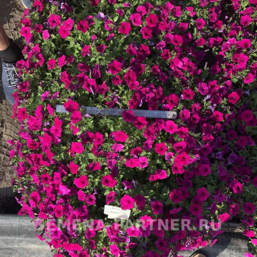 Петуния Итальянка Виолетта каскадная фиолетовая - Партнер фото 6