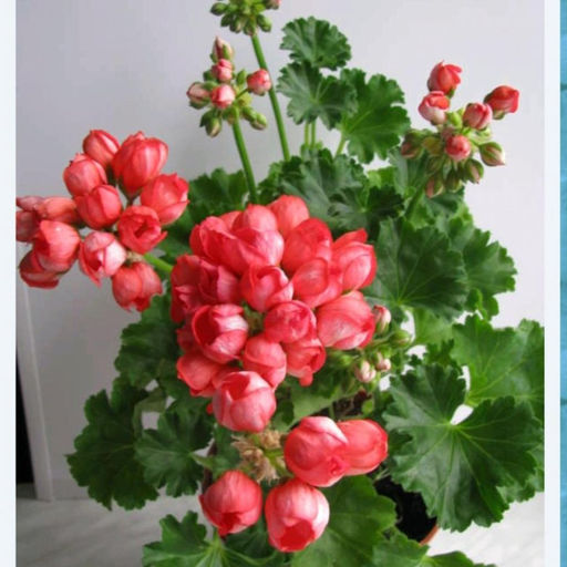 Пеларгония тюльпановидная Red Pandora, кашпо С2 - 1000корней фото 2